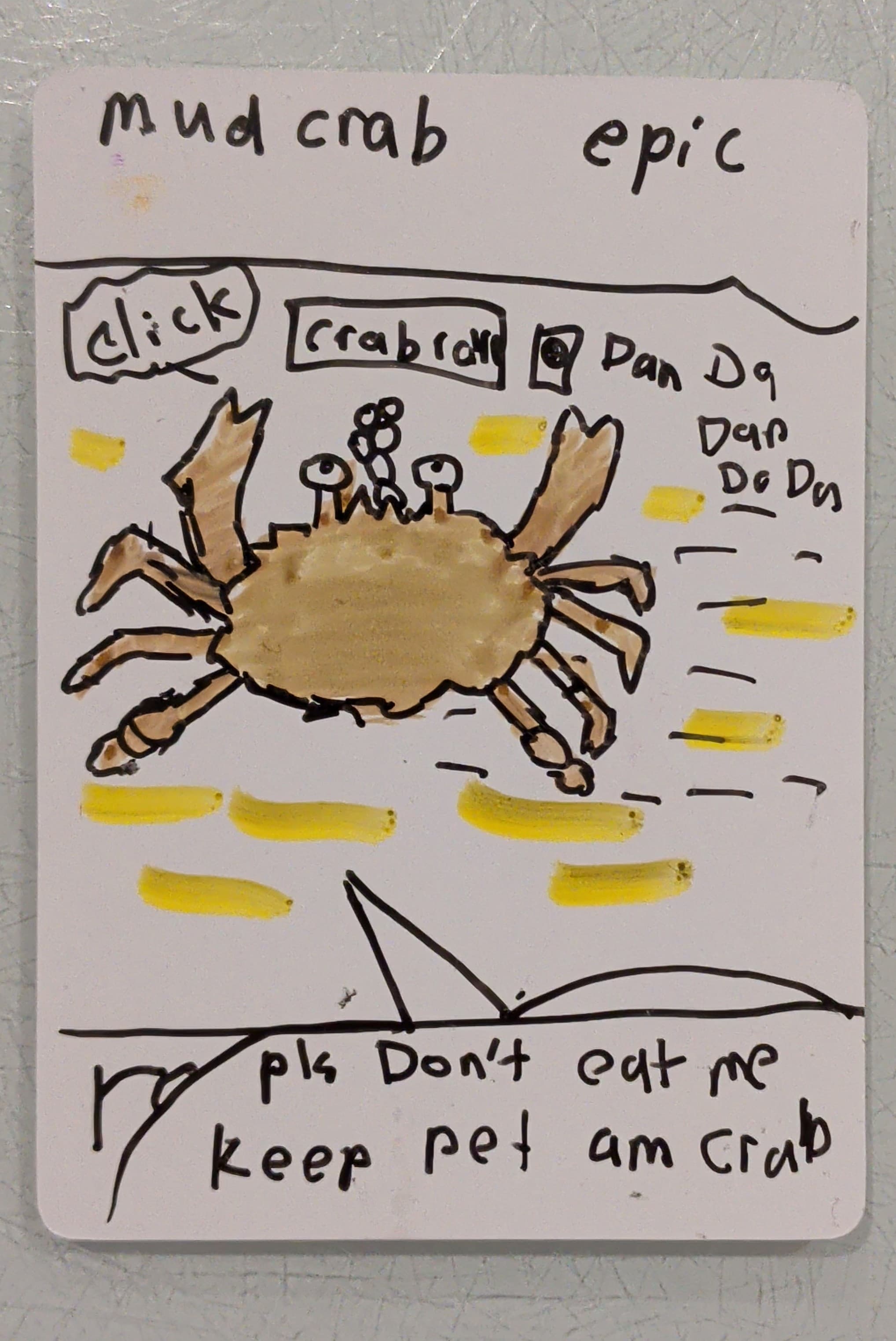 Mud Crab